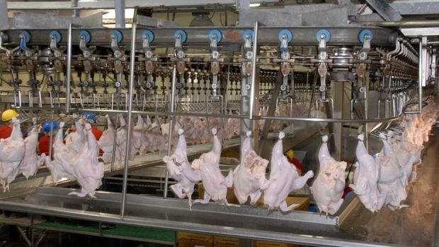 کاهش جوجه ریزی از علل افزایش قیمت مرغ است