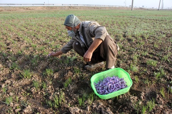 بیش از 70 درصد زعفران البرز در نظرآباد کشت می‌شود  اعطای وام 300 میلیونی به متقاضیان کشت زعفران