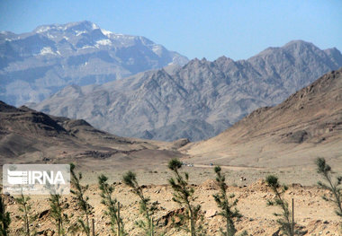 ۴۰۰ هکتار از عرصه طبیعی شازند جنگل‌کاری شد