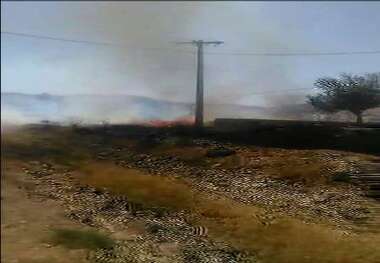 آتش زدن پسماندهای محصولات کشاورزی 46 اصله درخت گردو در گیلانغرب را از بین برد