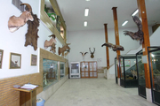 585 گونه زیستی در موزه تاریخ طبیعی زنجان نگهداری می شود