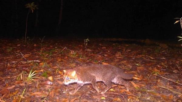 کشف نوعی گربه وحشی در تایلند که در 30 سال گذشته دیده نشده بود + عکس