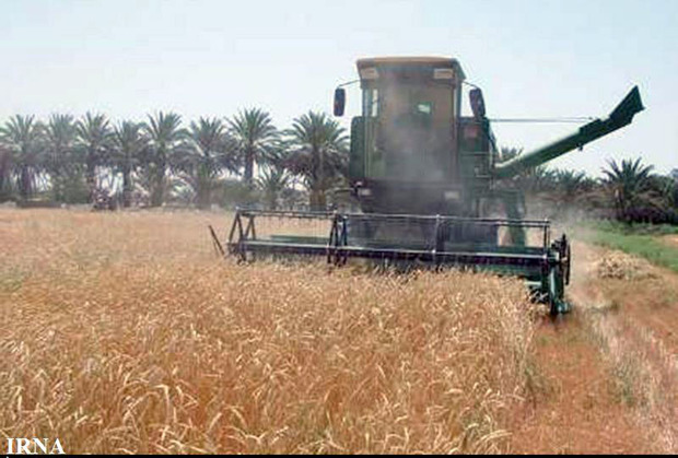 خرید گندم در سیستان و بلوچستان به 7.5 تن رسید