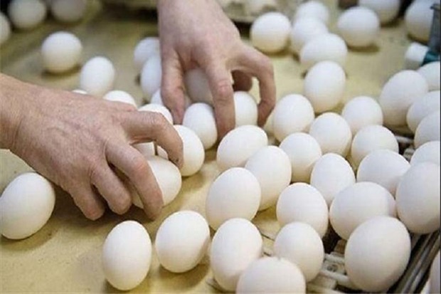 واردات تخم مرغ، قیمت این فرآورده را تعدیل می کند