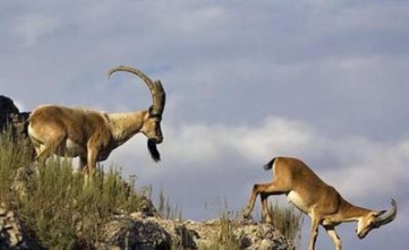 مناطق حفاظت شده استان اردبیل از متوسط کشوری پایین تر است