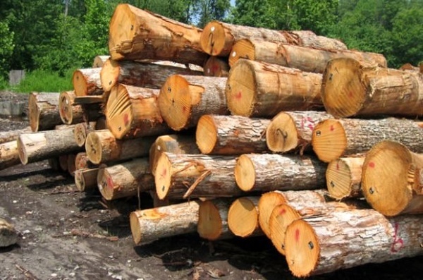 کشف 10 تن چوب جنگلی قاچاق در ساری