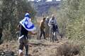 وزیر صهیونیست: فلسطینی‌ها نباید زیتون بچینند