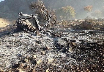 خشک شدن 50 درصد درختان جنگلی شلالدان در کهگیلویه و بویر احمد