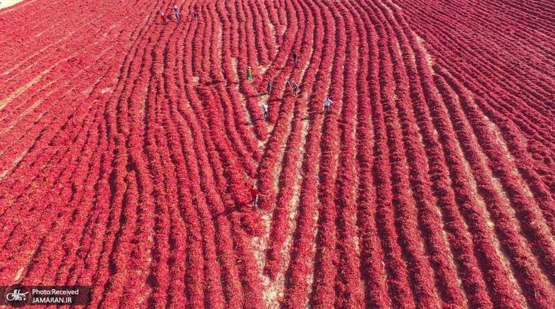 منتخب تصاویر امروز جهان- 18 مهر