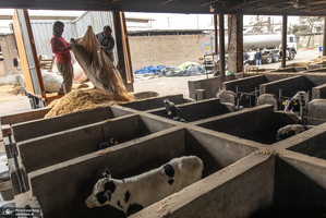 کارگران دامپروری؛ ستون‌های سلامت و آبادانی کشور