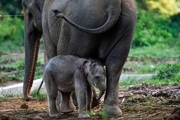 درخواست یک فیل مادر از انسان‌ها برای نجات فرزندش! + فیلم