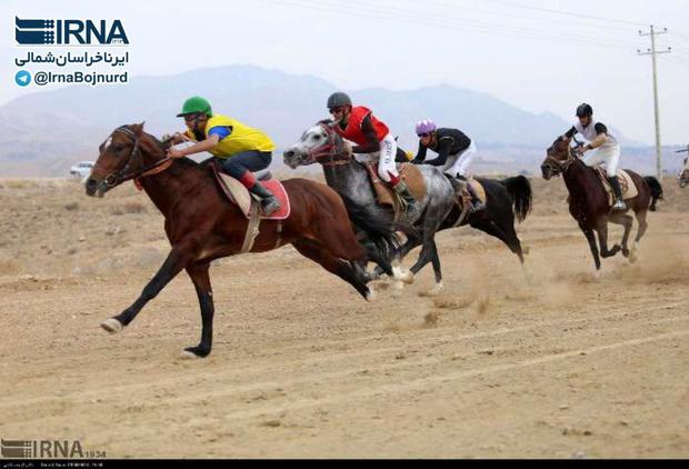نمایش دیدنی اسب های ترکمن در هفته سوم مسابقات اسبدوانی پائیزه بجنورد