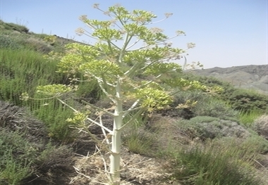 آغاز پروژه کپه کاری باریجه در سطح یکهزار هکتار ازمراتع شهرستان میامی