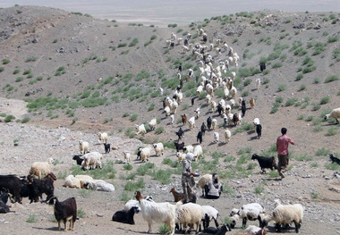 79 هزار راس دام برای ذبح در عید قربان پیش بینی شده است