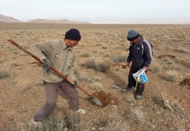 210 هکتار از مراتع غرب شیراز بذرکاری شد