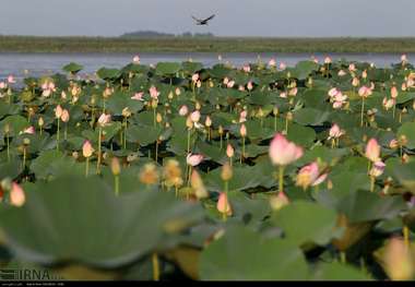 چهار طرح آبخیزداری در تالاب انزلی اجرا می شود