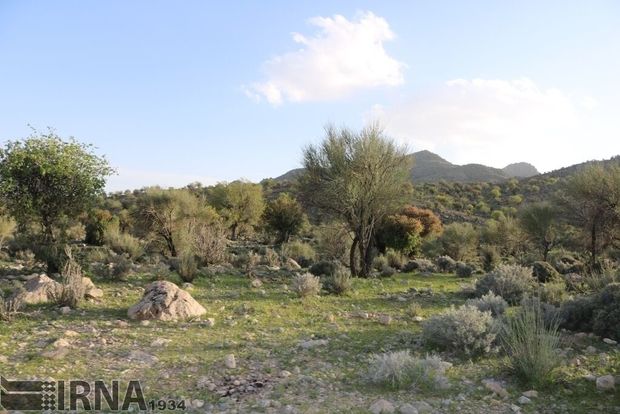 اخذ سند تک برگی برای ۷۸۰ هزار هکتار از اراضی ملی استان مرکزی هدفگذاری شد