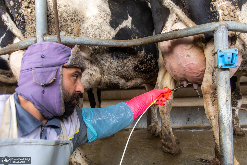کارگران دامپروری؛ ستون‌های سلامت و آبادانی کشور
