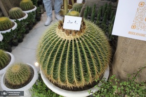 نمایشگاه گل و گیاه (11)