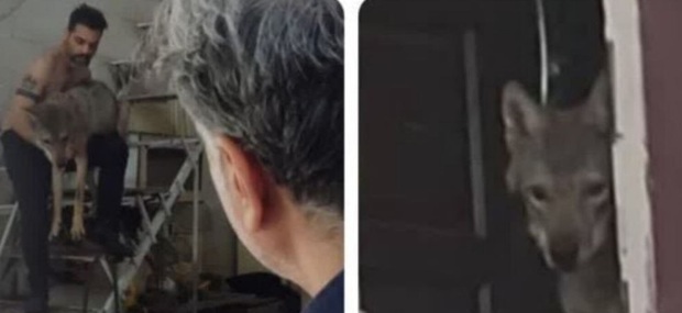 نگهداری گرگ در یک مغازه در کرج! + عکس