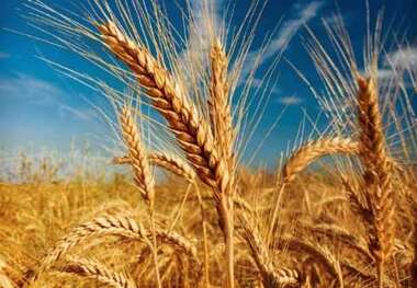 صادرات ۱۸ قلم کالای اساسی ممنوع شد + لیست
