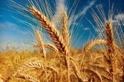 خرید تضمینی بیش از 156 هزار تن گندم از کشاورزان اردبیل