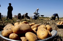 سیب زمینی ارزان می شود