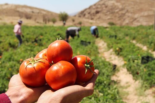 مدیر تعاون روستایی استان مورد تقدیر کشاورزان قرار گرفت