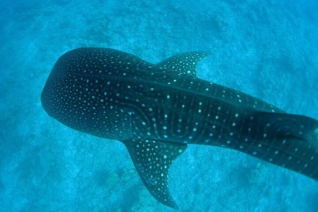 «آخرین کوسه نهنگ» به اسپانیا می‌رود
