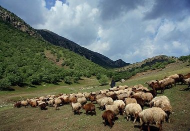 کاهش 25 درصدی پرونده چرای غیر مجاز دام در عرصه های ملی خراسان رضوی