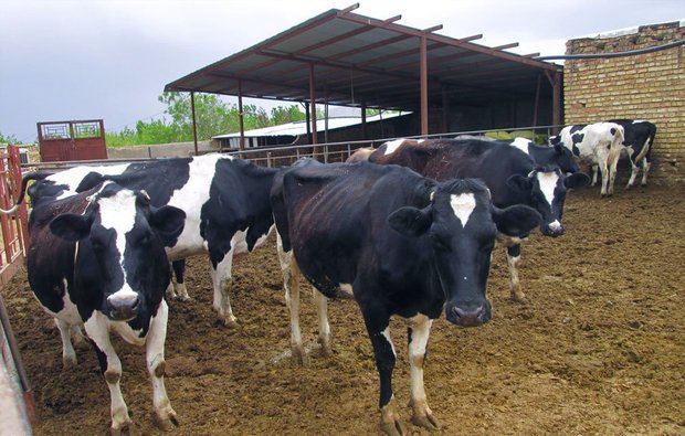 تولید 310 تن گوشت قرمز در شهرستان آستارا