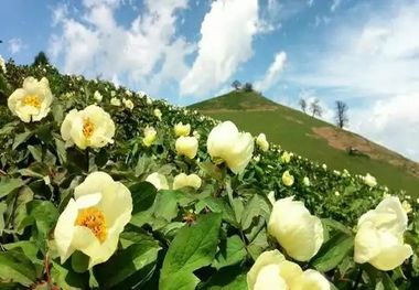 صد تومنی گیلان در فهرست آثار طبیعی ملی ایران