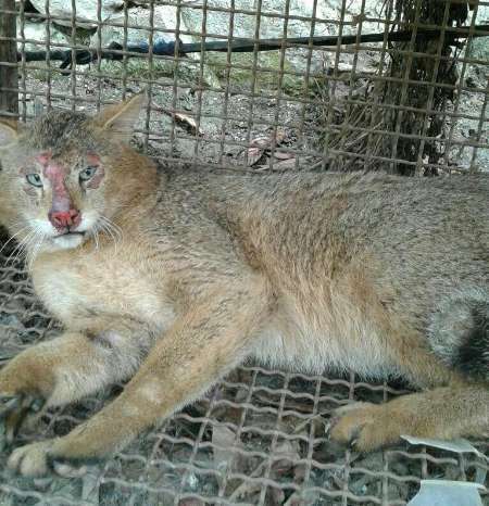 شکم پرستی گربه وحشی در مازندران کار دستش داد