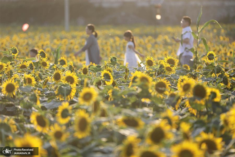 منتخب تصاویر امروز جهان- 13 مهر