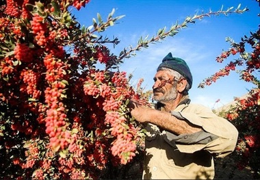 قاینات تولیدکننده نخست زرشک در کشور است