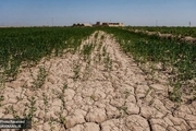 رئیس سازمان جهاد کشاورزی استان: 300 هزار هکتار از کشاورزی خوزستان دچار خسارت شده است/ بارندگی 38 درصد کاهش داشته است