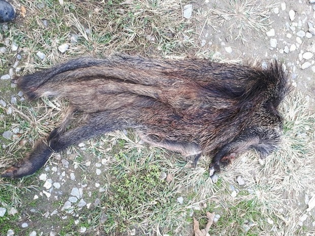 عامل شکار گراز وحشی در گرگان دستگیر شد