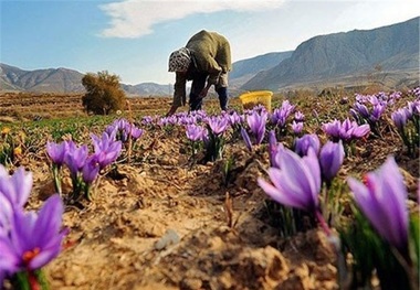 کشت زعفران گلخانه ای ارزش افزوده و اشتغال به دنبال دارد