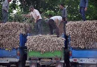 فعالیت 7 واحد صنعتی فرآوری سیر در استان زنجان  دعوت از سرمایه‌گذاران برای احداث واحدهای فرآوری سیر در استان