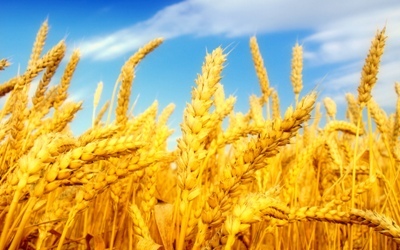 پیش بینی برداشت 30 هزار تن گندم و جو از اراضی شهرستان چرداول