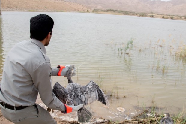 20 باکلان گرفتار در تالاب نمکی طبس نجات یافتند