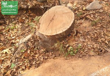 چه کسی دستور قطع درختان سعدآباد را داده؟ شورای شهر باید ورود کند! + عکس