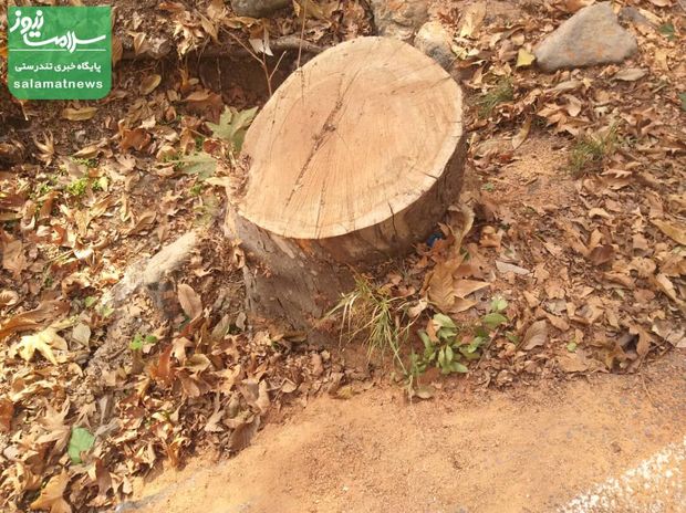 چه کسی دستور قطع درختان سعدآباد را داده؟ شورای شهر باید ورود کند! + عکس