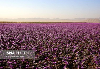 کجور به مزرعه بزرگ گیاهان دارویی تبدیل می‌شود