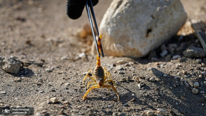 منتخب تصاویر امروز جهان- 14 اسفند