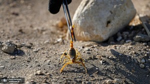 منتخب تصاویر امروز جهان- 14 اسفند