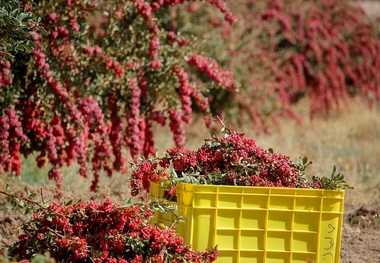 سند توسعه اشتغال پایدار 580 روستای خراسان جنوبی تدوین می شود