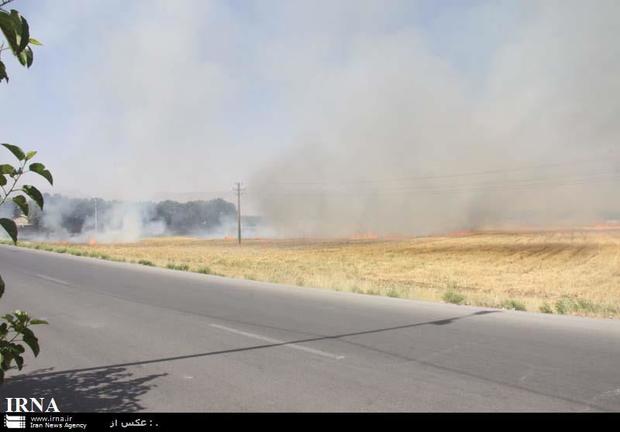 روزانه 30 فقره آتش سوزی در اراضی کشاورزی بروجرد رخ می دهد