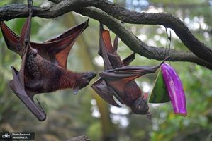 منتخب تصاویر امروز جهان- 28 خرداد 1400