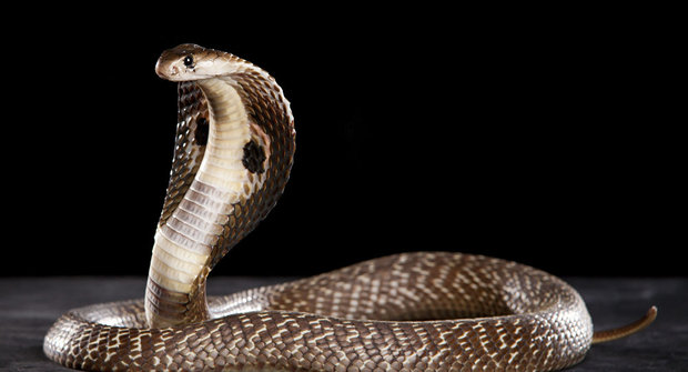 مار کبری شعبده باز معروف ایرانی را در آنتالیا نیش زد
